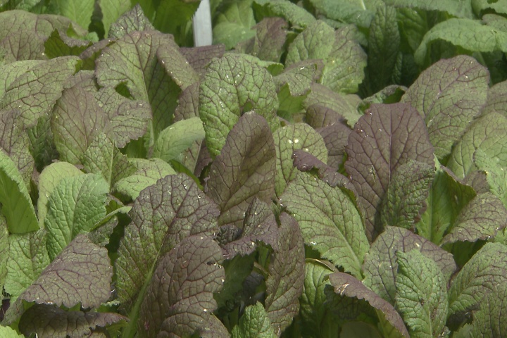 Lots of options for your fall garden